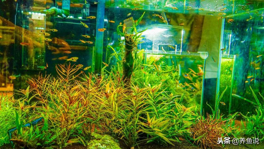 鱼缸水变浑了，一直换水还是没改善咋办？我把一切告诉你