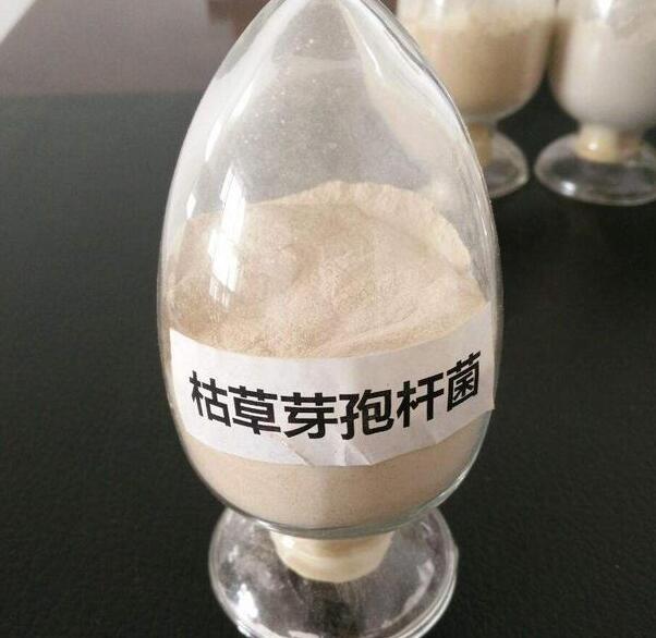 枯草芽孢杆菌可以和杀菌剂混用吗,枯草芽孢杆菌的作用意义