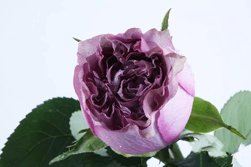 花店必备的5款玫瑰,花店常用的10款玫瑰花是哪些品种