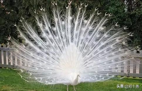 罕见动物60种大开眼界,十种罕见动物