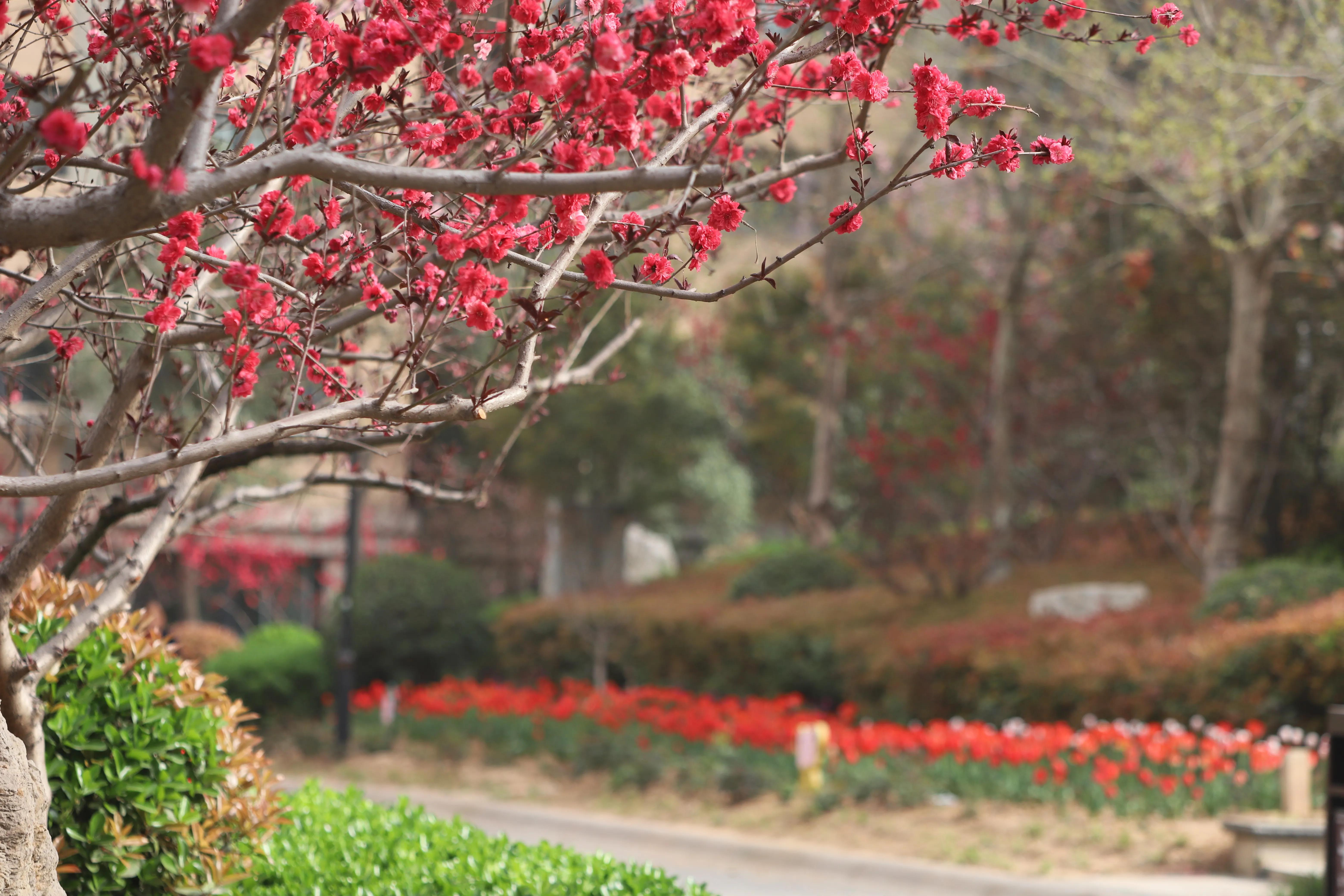 骏景花园116平米,骏景花园小区效果图