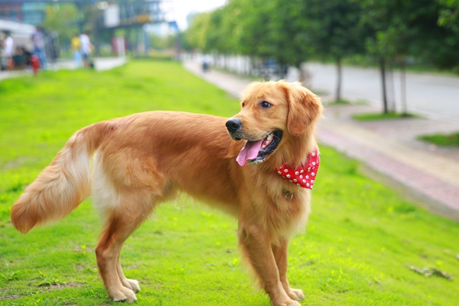 金毛牙龈肿是怎么回事,金毛牙龈出血怎么回事