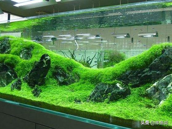 鱼缸放硝化细菌有什么作用,鱼缸如何正确使用硝化细菌