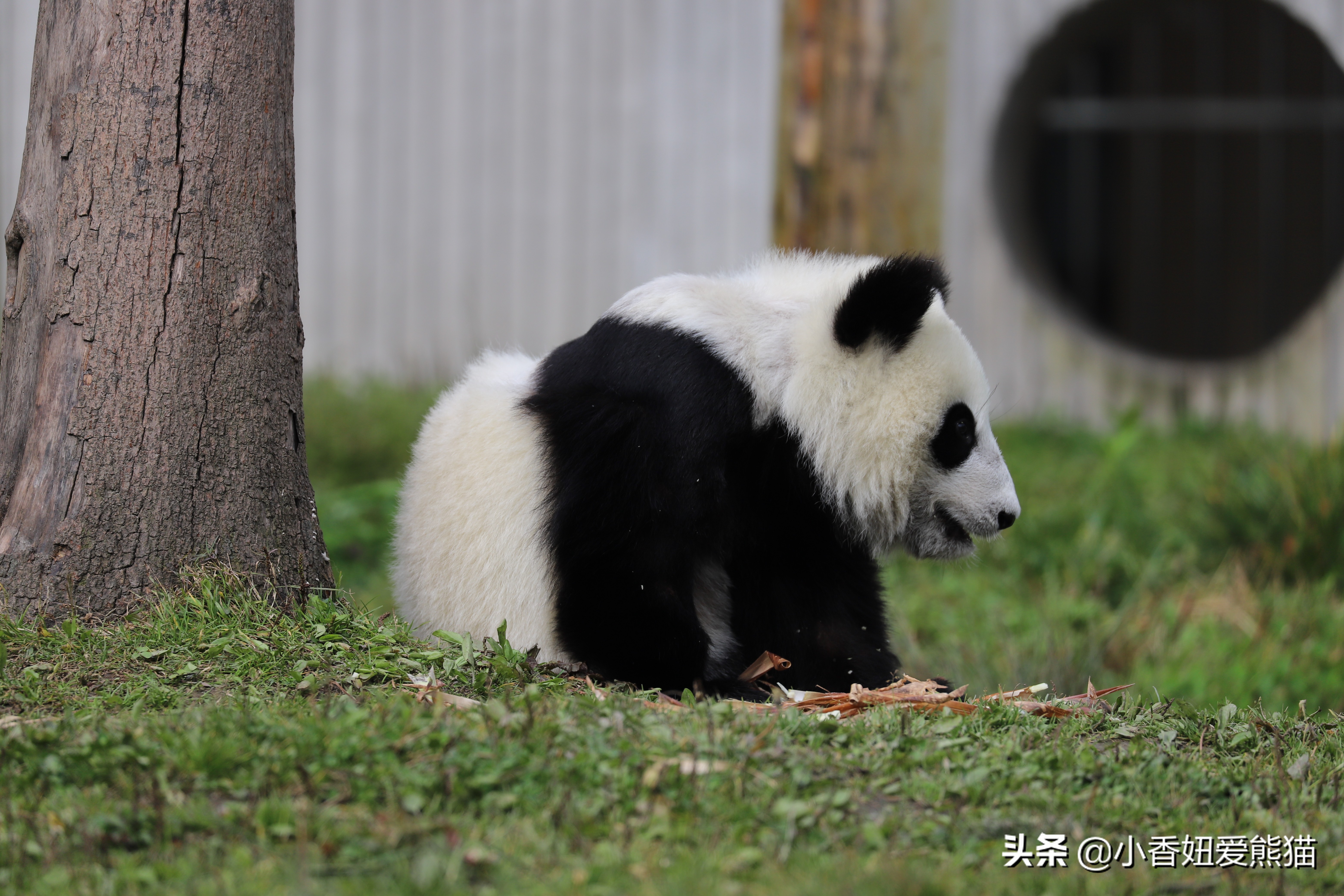 卧龙熊猫宝宝和宝力,卧龙熊猫基地熊猫宝宝