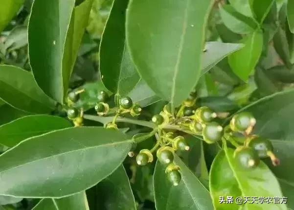 幼果期落果严重怎么补救,落果高峰期有什么表现