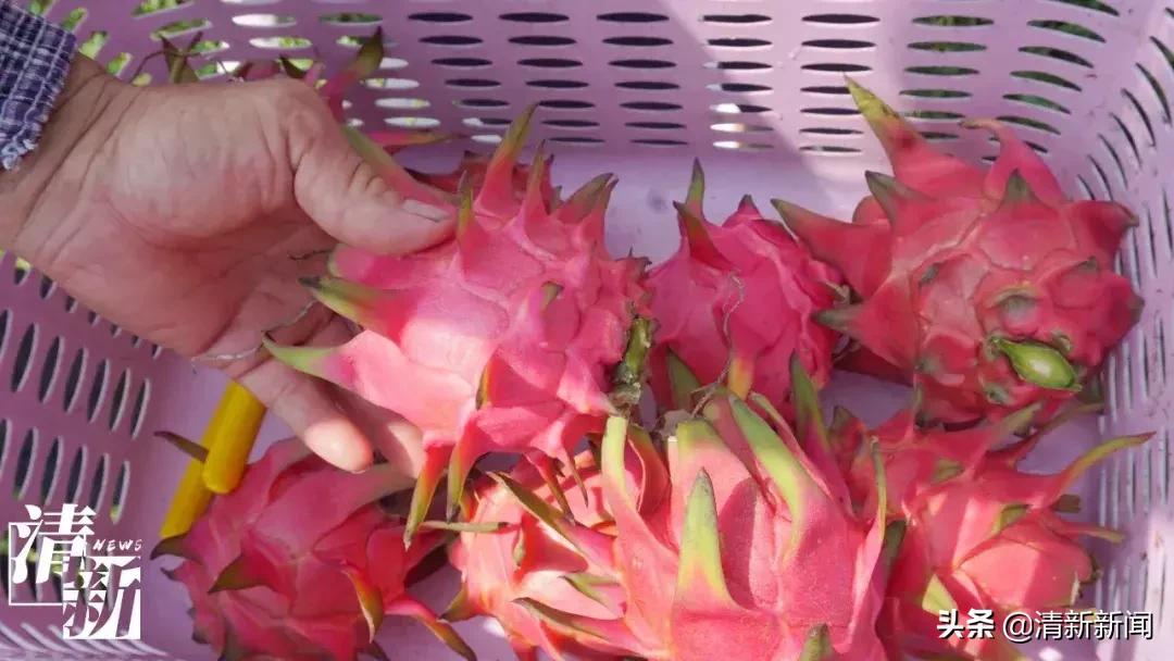 火龙果爆开,红心火龙果大爆单