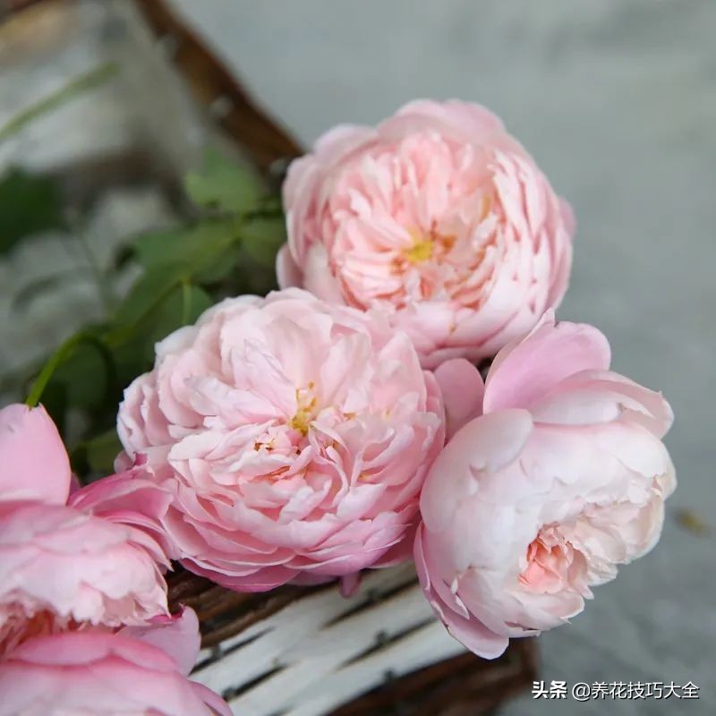 四季开花的月季又香又好养有几种,最漂亮10种盆栽月季