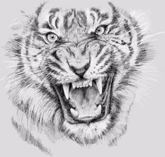 绱犳弿鍏ラ棬鍔ㄧ墿,绱犳弿鍔ㄧ墿瑙ｆ瀽