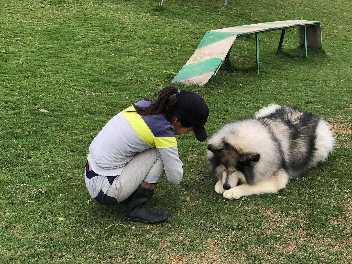 寄养狗狗的场所会丢失狗狗吗,寄养狗狗狗狗会伤心吗