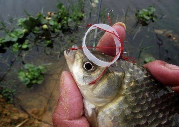 海竿钓爆炸钩钓鱼方法大全,海竿小爆炸钩野钓简单好用