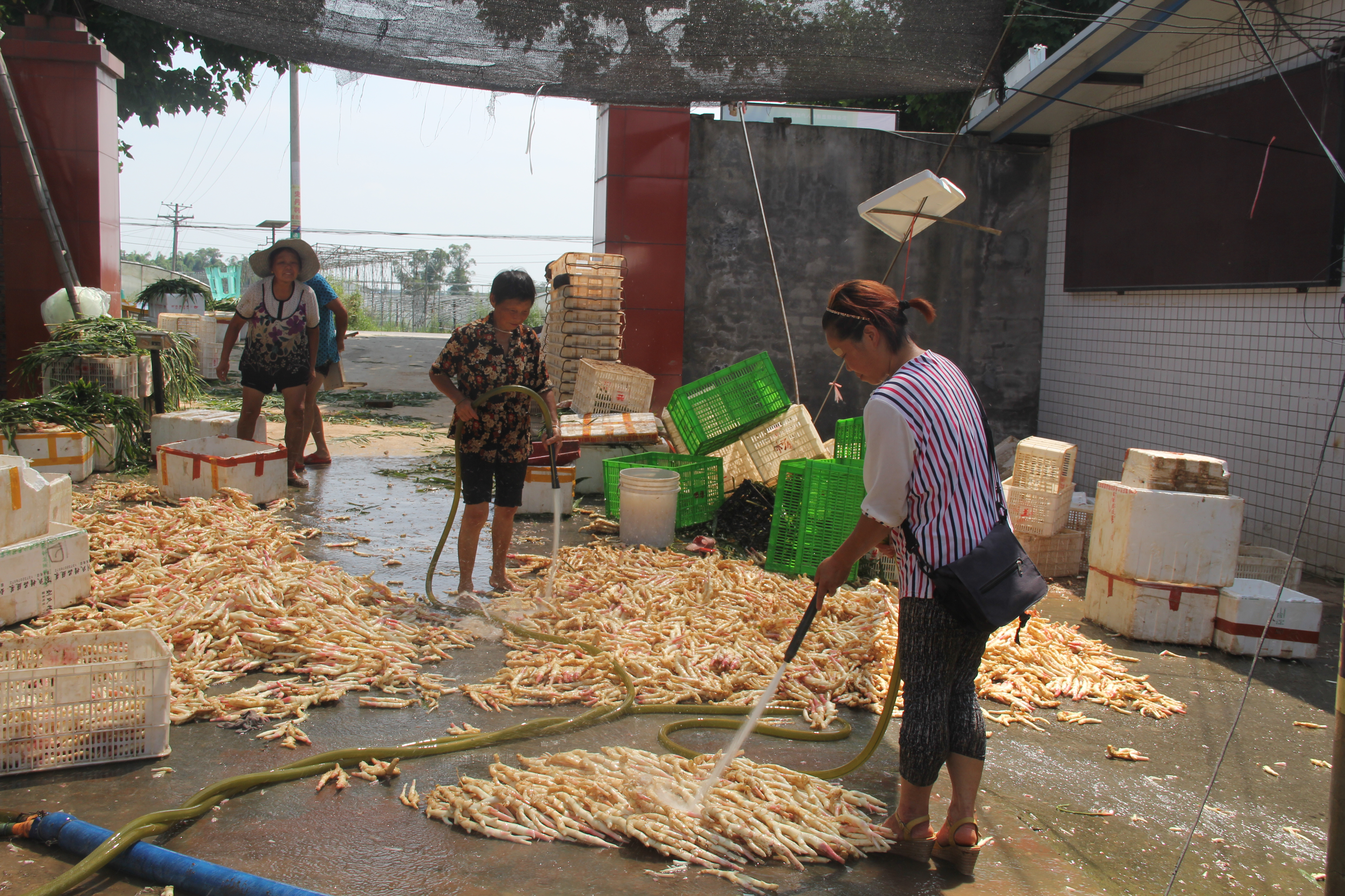 生姜温室大棚,大棚生姜育苗移栽的方法