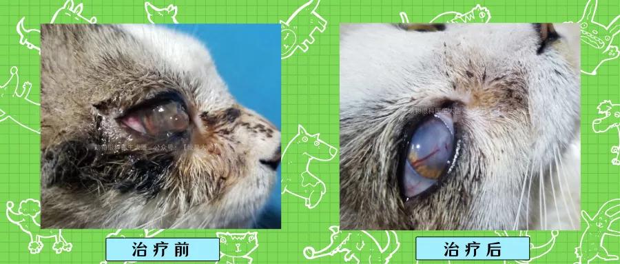 猫咪角膜溃疡最快治愈的方法,猫咪眼球突出角膜穿孔
