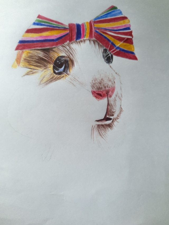 仓鼠食盆简笔画,仓鼠简笔画团子