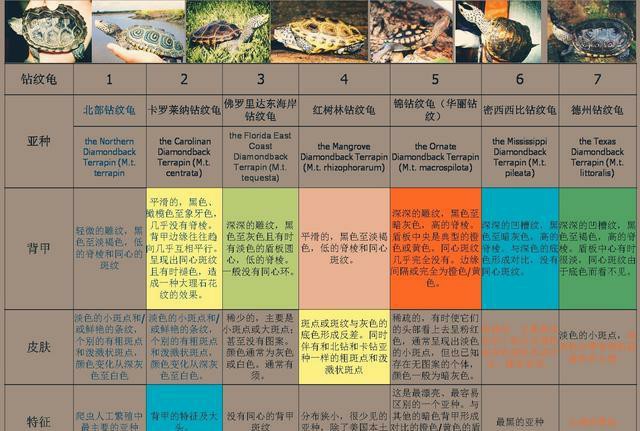 巴西脸龟类成体大小,巴西脸的龟长大什么样