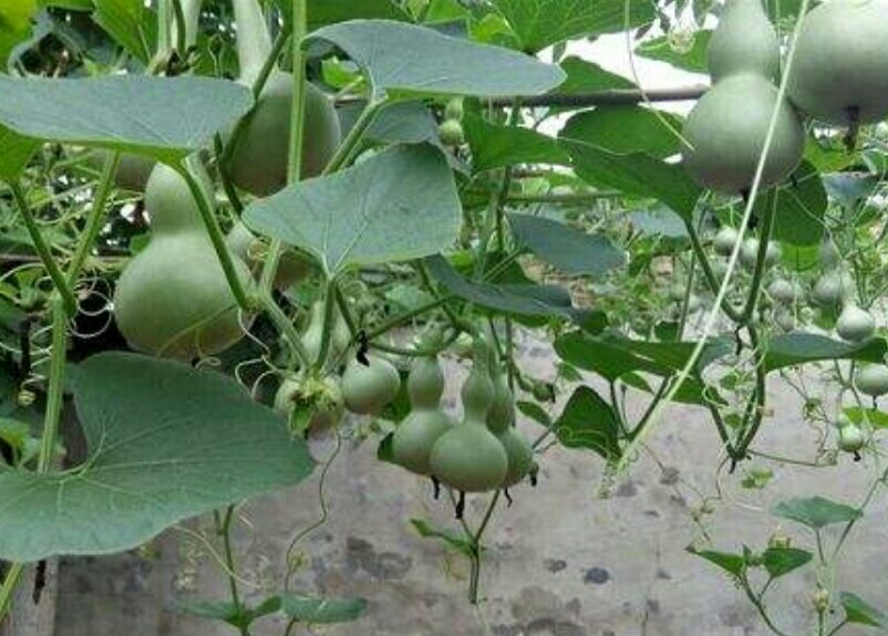 家中养棵观赏小葫芦，随风摇拽好可爱，福禄也多多