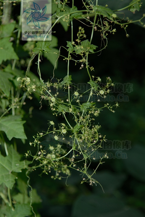 土贝母加哪些中药可以治肺癌,土贝母能祛疣吗