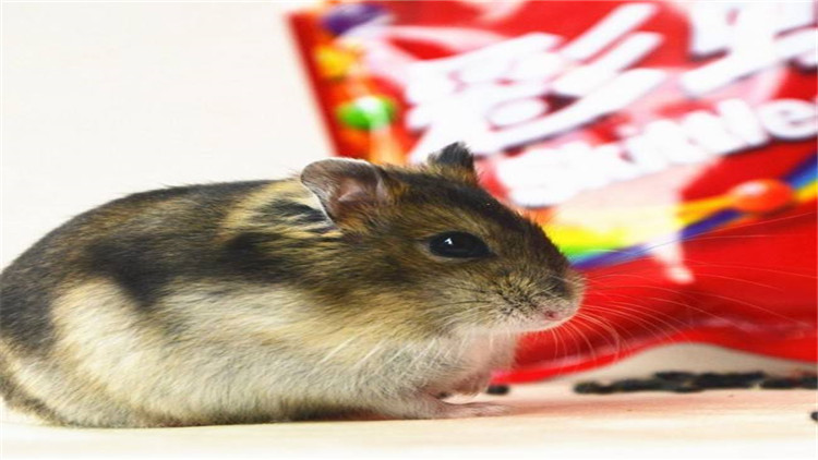 仓鼠越狱一天会躲在哪里,仓鼠越狱一次后执着的想跑