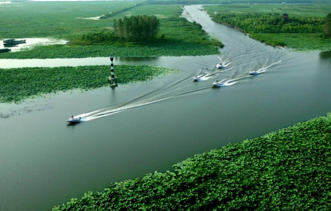 接天莲叶无穷碧,映日荷花别样红。醉美微山湖,缥缈入画图