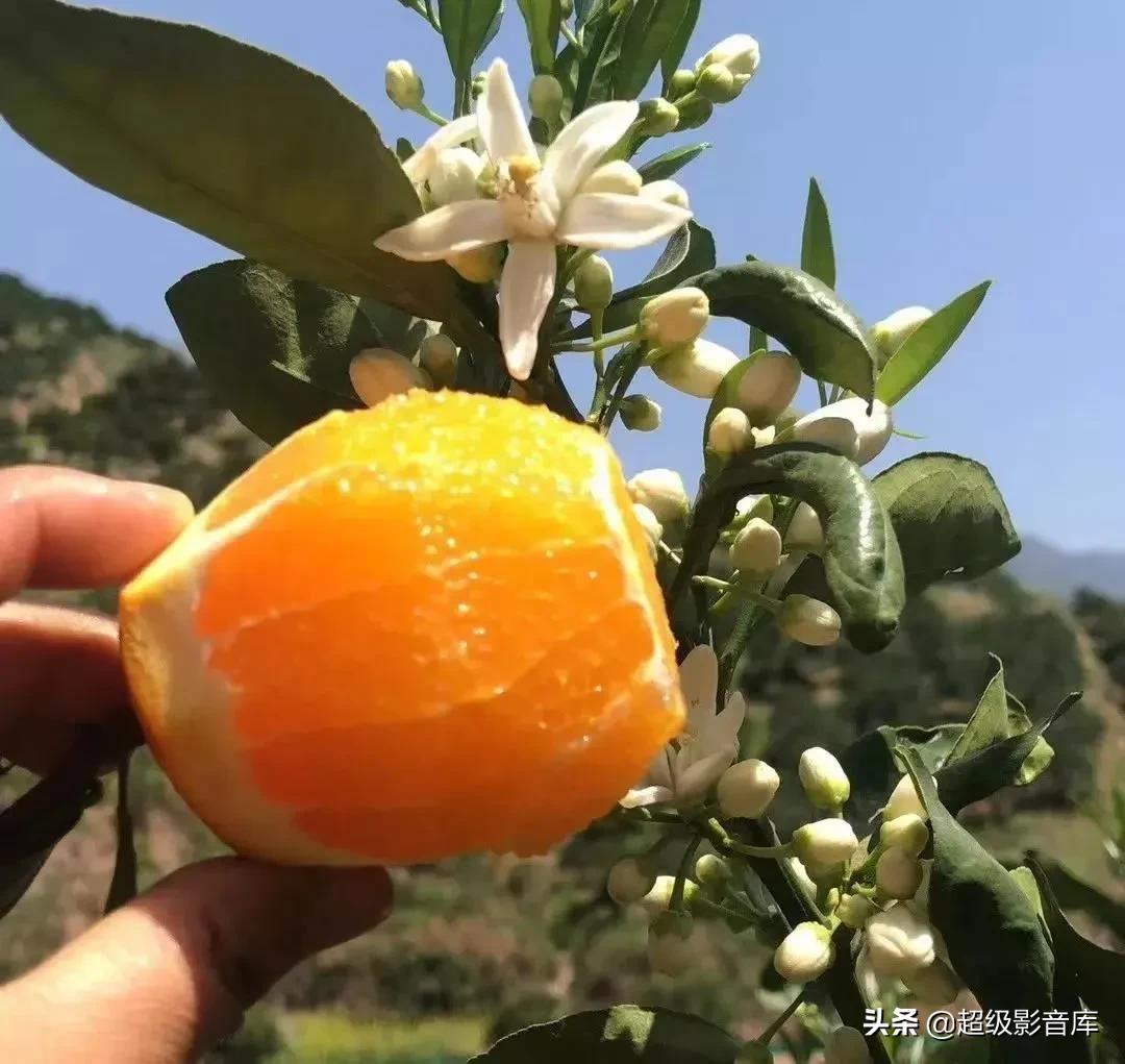 婀栧寳绉綊浼︽櫄鑴愭鐖嗙敎鐖嗘眮鍥炬枃,绉綊浼︽櫄鑴愭鐖嗘眮