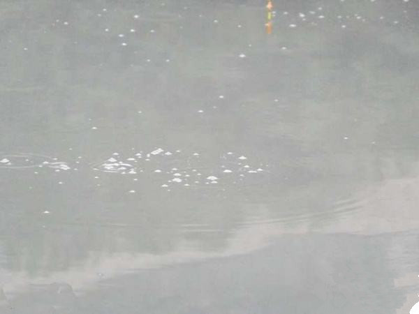 怎么判断鱼儿是否进窝,忽略了这几个细节有鱼也不会进窝