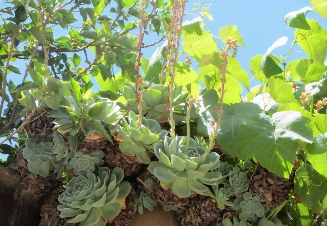 甘拜下风！花匠老妈屋顶种花，栽下几瓶宝石花，一年疯长半米高