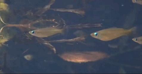 兔兔那么可爱为什么要吃它,兔兔这么可爱为什么要吃它