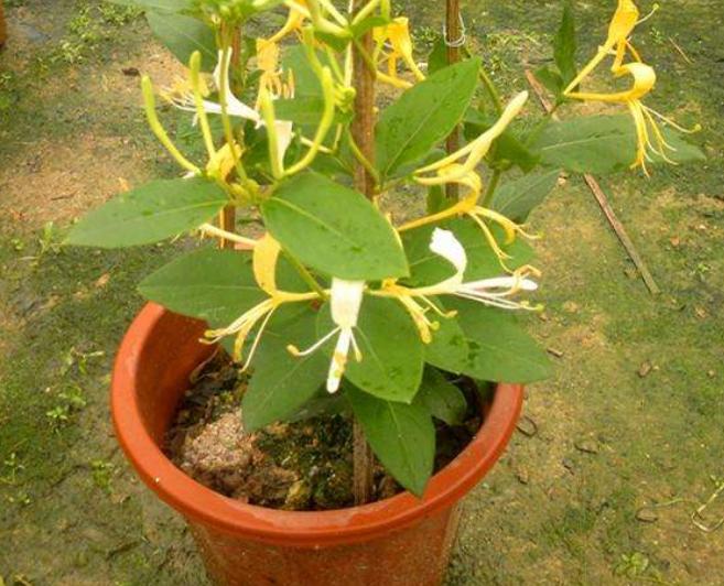 盆栽金银花怎么养老桩,四季金银花什么时候开花花期多久