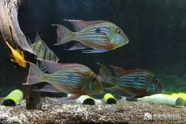 食土鲷一般多大尺寸,食土鲷哪个品种小一点