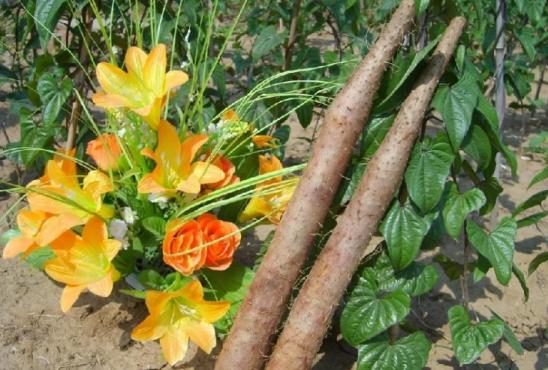 山药浅生种植槽种植技术,山药是起垄种植还是平地种植