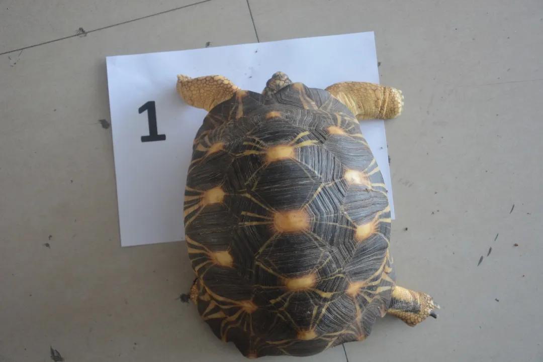 台州宠物龟被抓去哪里了,温岭宠物龟被抓