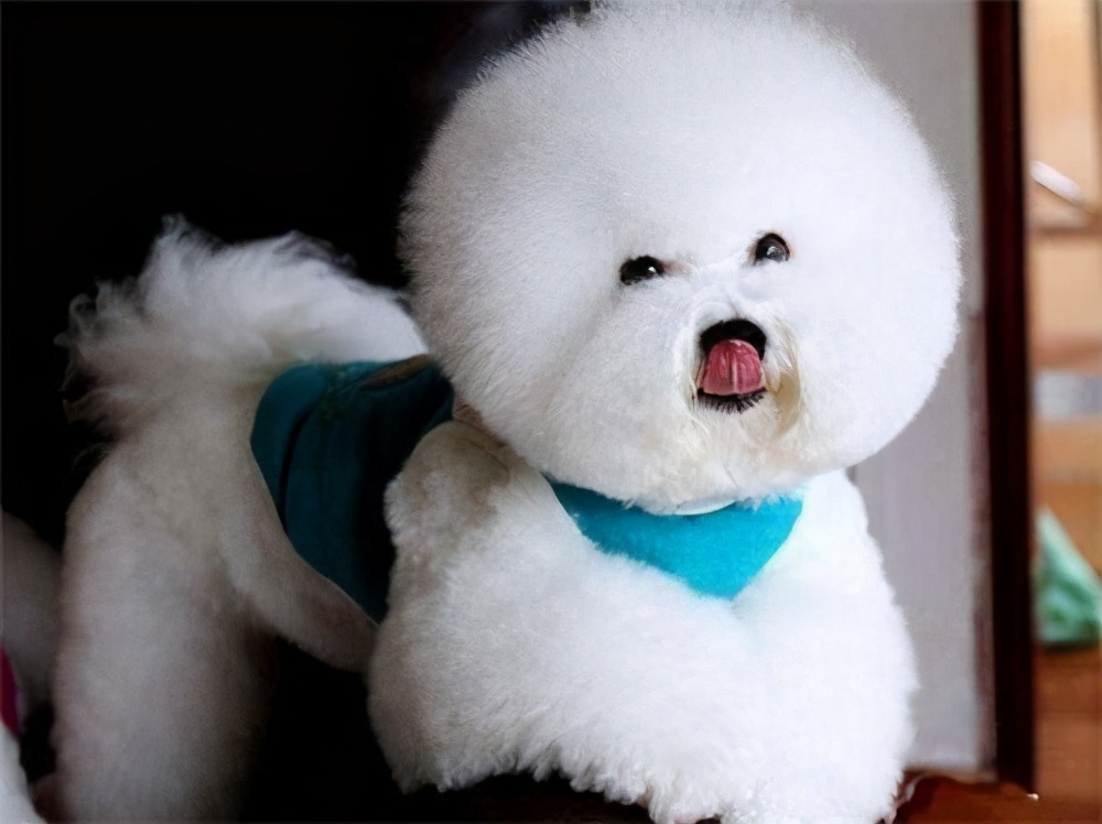 如何让比熊犬知道自己值得信任,比熊犬多久信任主人