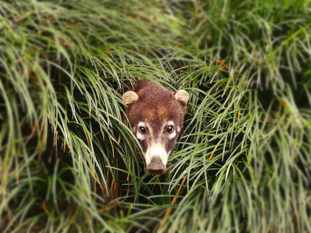 华为p30的镜头模组叫什么,华为p30镜头是蓝宝石的吗
