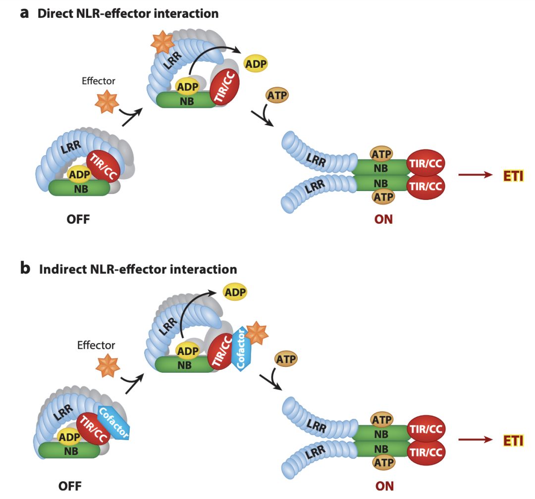 施一公与徒弟颜宁,施一公徒弟颜宁
