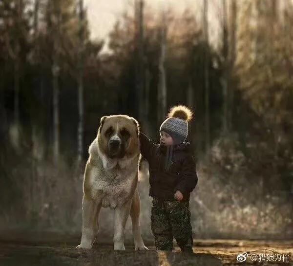 高加索猎狼犬图,高加索犬猎狼犬图片