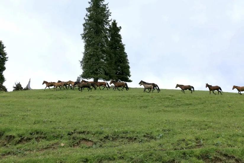 喀拉峻穿越琼库什台几天,喀拉峻穿越琼库什台