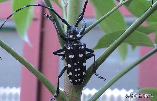樱桃树防治红颈天牛用什么药,灭杀天牛用什么药最好