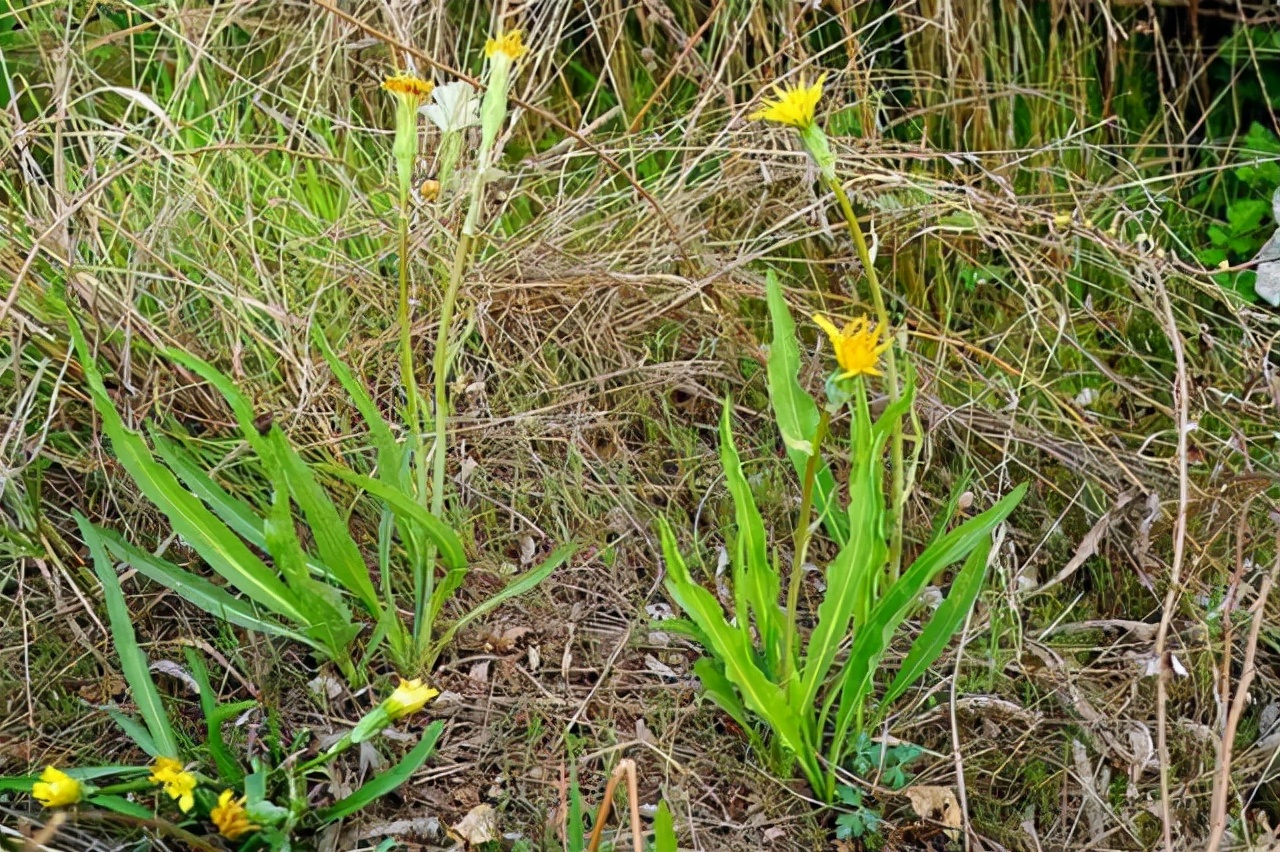 野生路边菊图片大全,农村山上的那种黄色的野菊花
