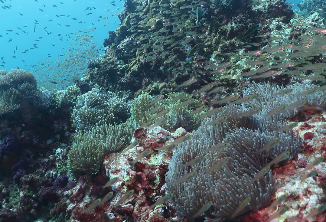 斯米兰船宿视频,斯米兰岛船宿