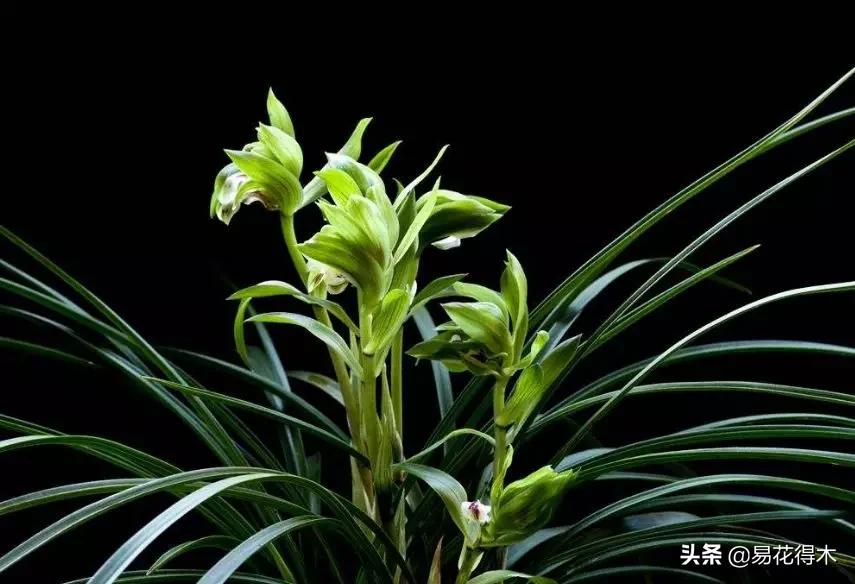 兰花干养根湿养叶怎么理解,兰花喜湿还是喜干