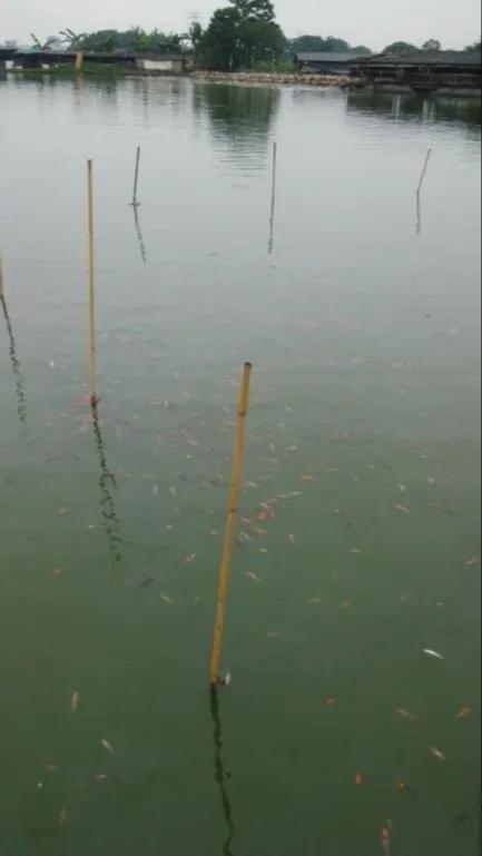 一线渔医良心分享！这份《江高区域全年病害防控指南》请收好