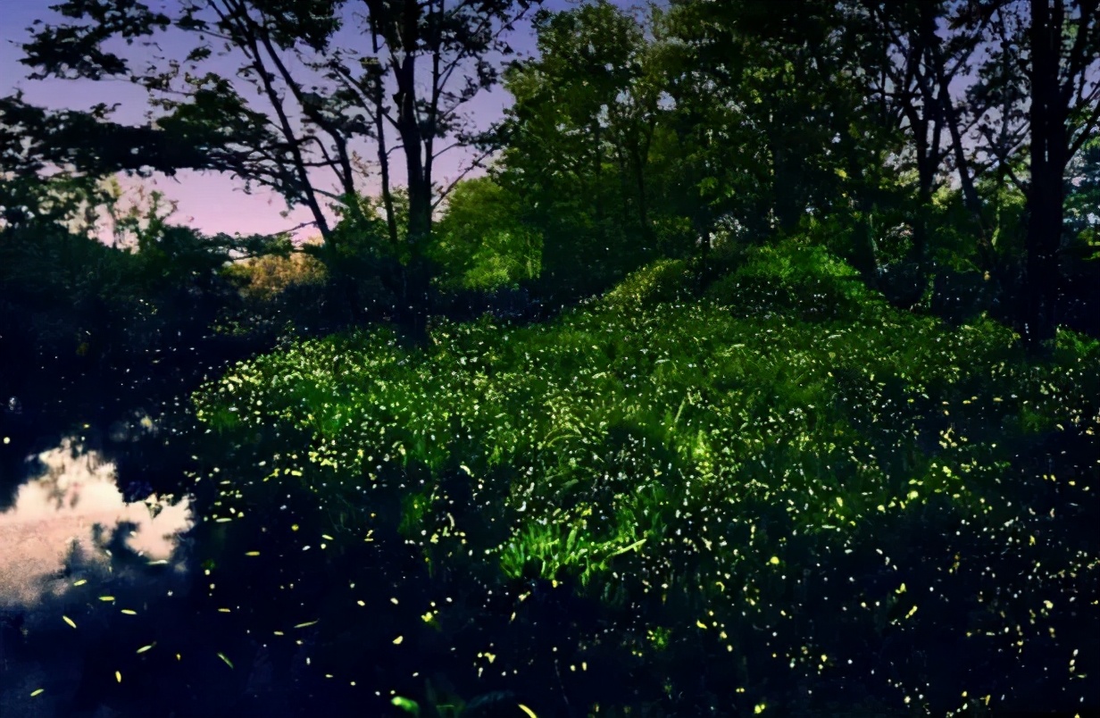 丽水上热搜,浙江丽水现萤火虫星海