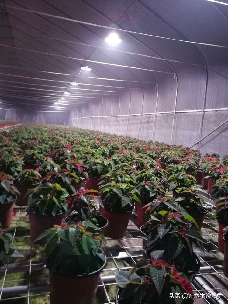 地栽月季水浇多了烂根怎么补救,藤本月季大苗烂根快速恢复方法