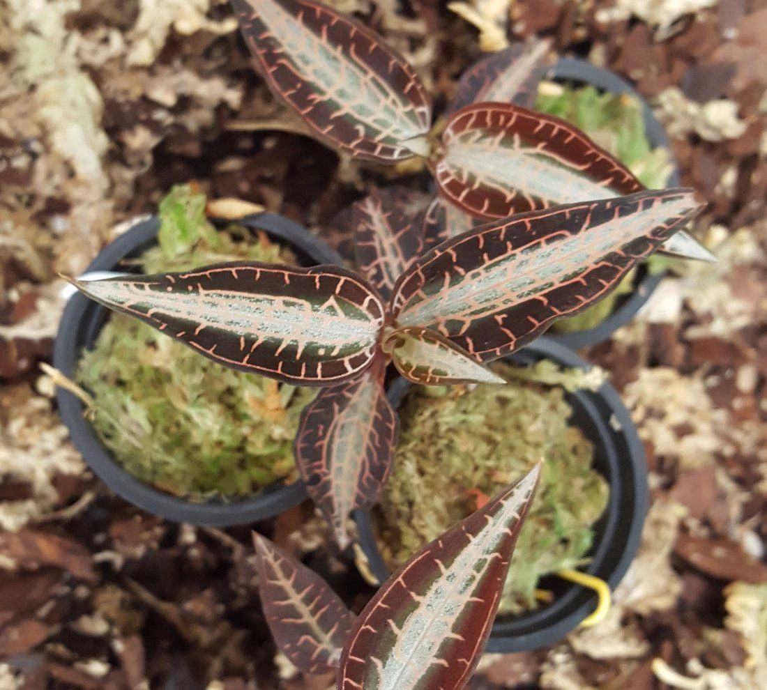 绿翡翠宝石兰植物,宝石兰植物