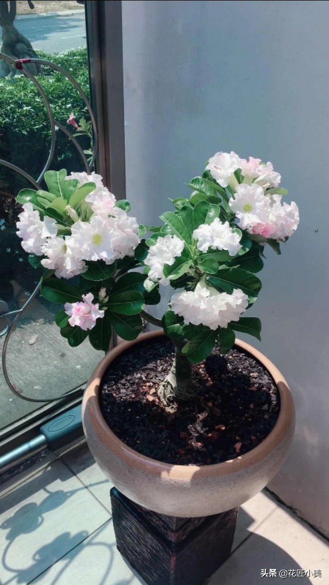 沙漠玫瑰花舒展不开怎么办,沙漠玫瑰花苞打不开是怎么回事