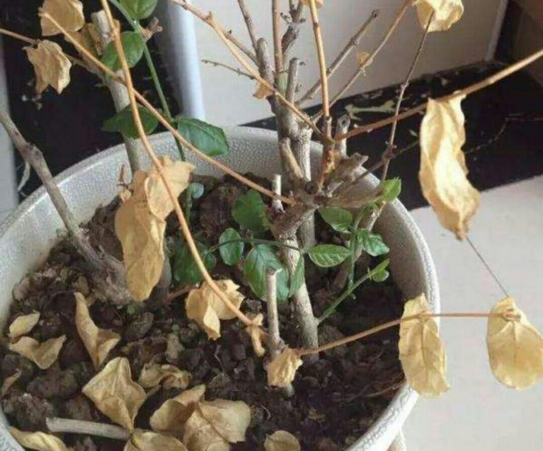 花卉误喷了除草剂怎么补救,花卉药害能自愈吗