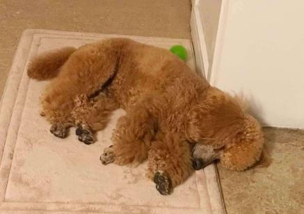 泰迪躲着你怎么办,泰迪黏主人