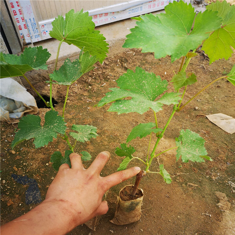 葡萄扦插育苗的方法,葡萄扦插育苗技术视频