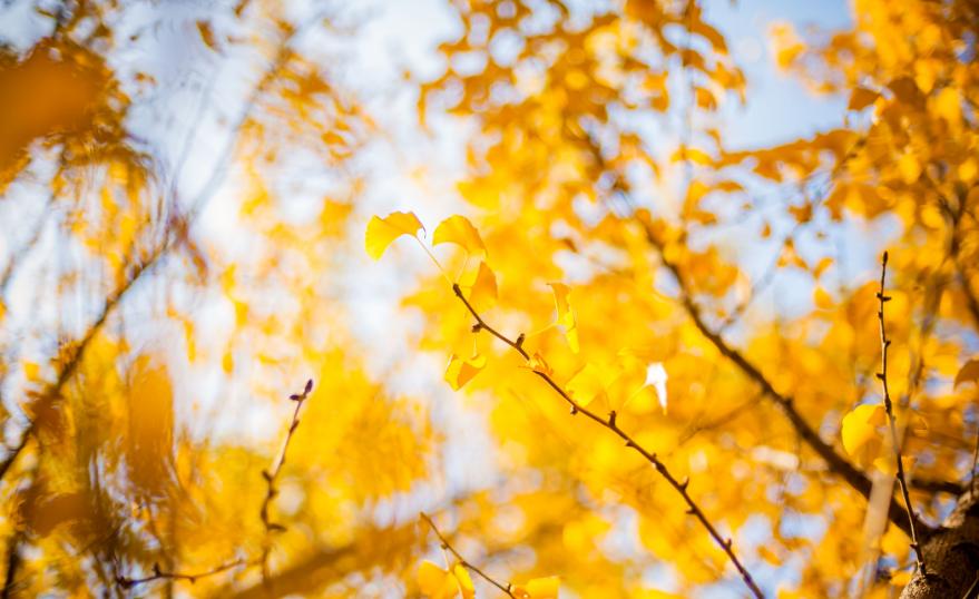 关于银杏叶秋天意境的诗句,十二首有关银杏的诗词