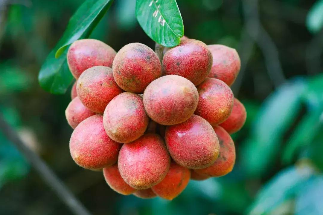 他的工作是厨师的英文,他的工作是什么英文句子