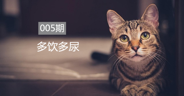猫咪突然喝水多尿也多了怎么回事,猫咪多尿